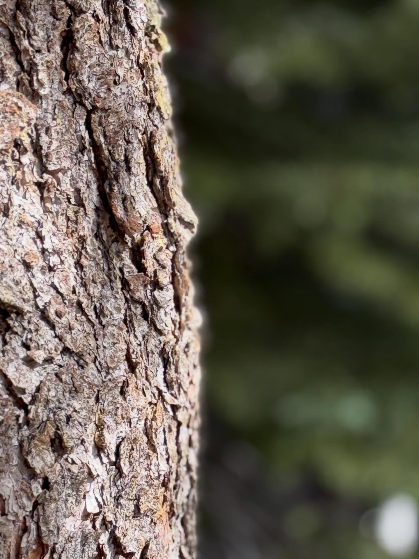 Tree 1